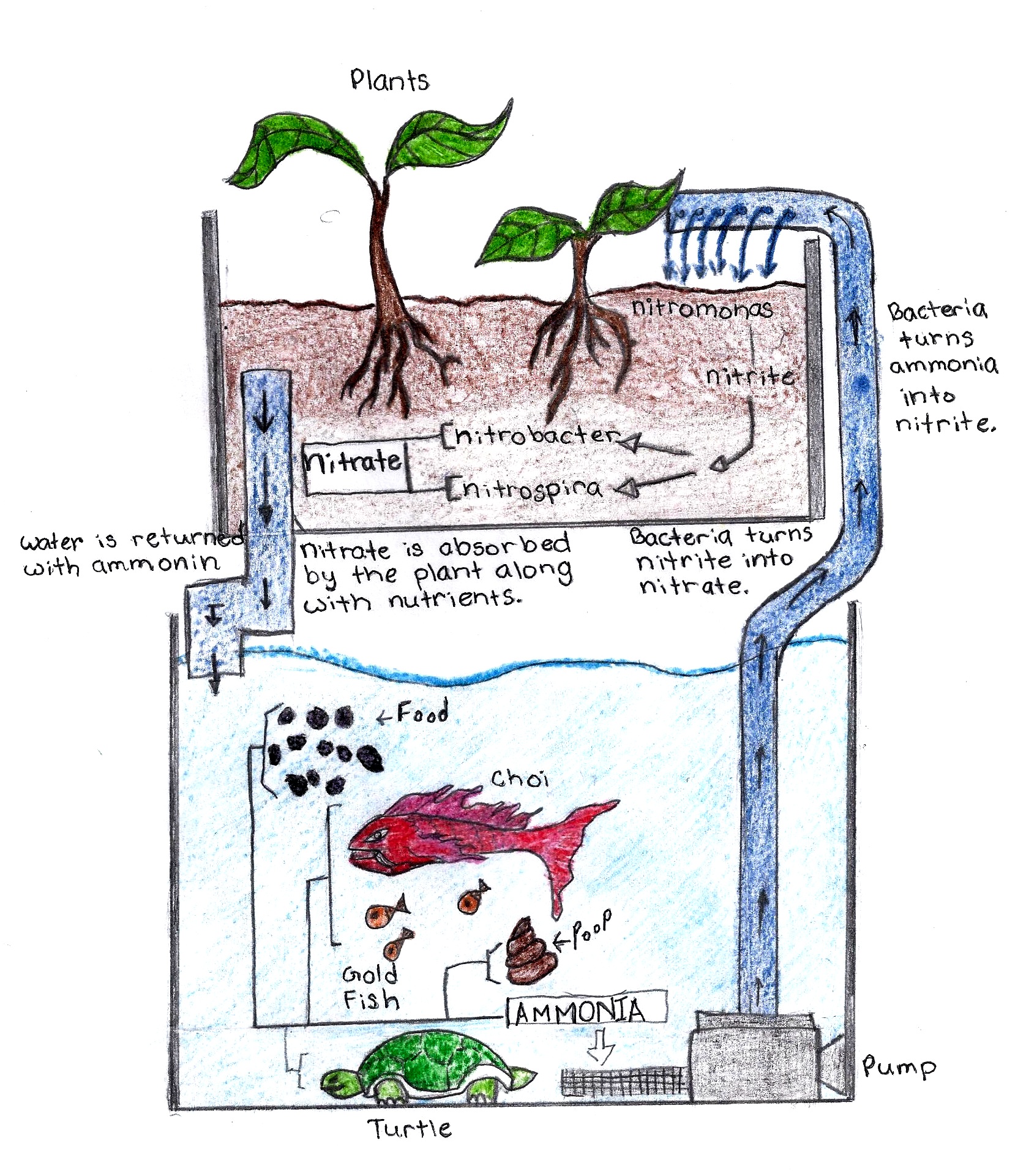Aquaponics diagram Urban Ecosystems